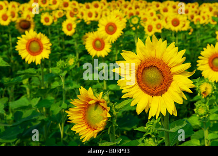 Blühende Bereich der gelben Sonnenblumen im Sommer Stockfoto
