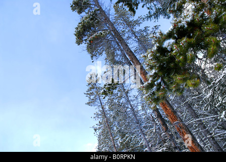 Schneebedeckten hohen Kiefern, in klaren, blauen Himmel erreichen Stockfoto