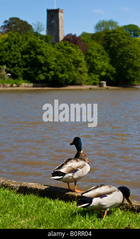 Enten in Stoke Gabor Devon UK Stockfoto