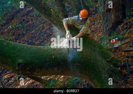 Park-Instandhalter mit Kettensäge, Baumstamm Pfeiffer Big Sur State Park Big Sur in Kalifornien zu schneiden Stockfoto