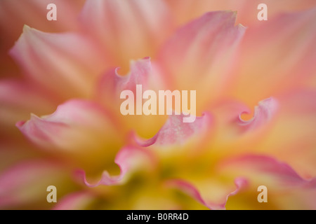 Nahaufnahme der Blütenblätter gelb rosa Dahlie Blüte Sommer Garten Detail zarte florale botanischen Stockfoto