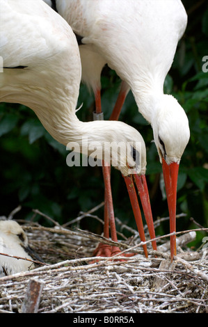 Paar der Weißstorch Ciconia ciconia Stockfoto