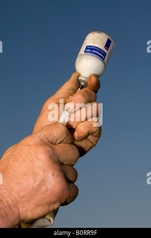 Landwirt Zeichnung Antibiotikum aus einer Flasche in eine hypodermatische Nadel und Spritze Stockfoto