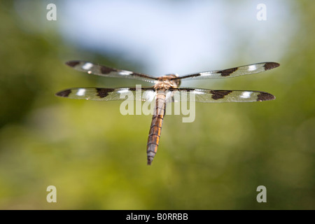 Drachen fliegen Libelle Insekt dicht gestreifte Flügel Fehler Flug Doppeldecker Natur Stockfoto