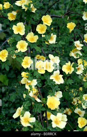 ROSA CANARY BIRD Stockfoto