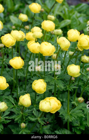 TROLLBLUME X CULTORUM FRÜHESTENS DER ALLE GELBE TROLLBLUME Stockfoto