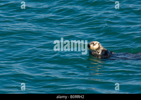 Sea Otter in Morro Bay, Kalifornien Stockfoto