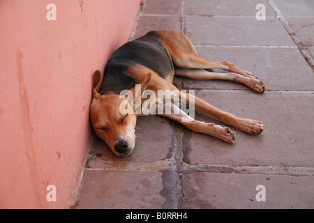 Hund in Trinidad Kuba Lateinamerika Amerika schlafen Stockfoto