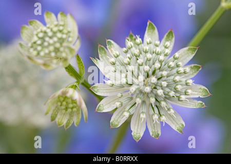 Nahaufnahme von Scabiola Blüte weiß und blau Stockfoto