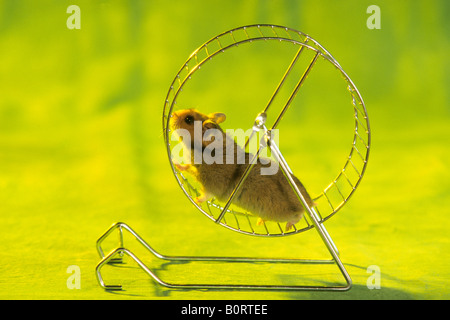 Goldhamster (Mesocricetus Auratus) läuft in einem Rad Stockfoto