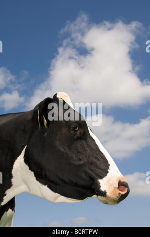 Leiter der schwarzen und weißen Holstien Kuh gegen Bly Himmel Cumbria, England Stockfoto