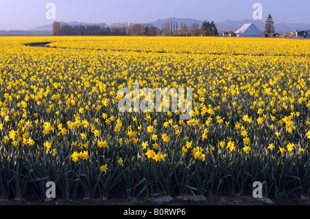 Ein Feld von Narzissen vor einer alten Scheune. Stockfoto