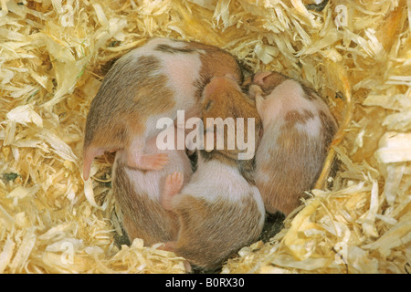 Goldhamster (Mesocricetus Auratus). Schlafen junge zehn Tage alt im nest Stockfoto