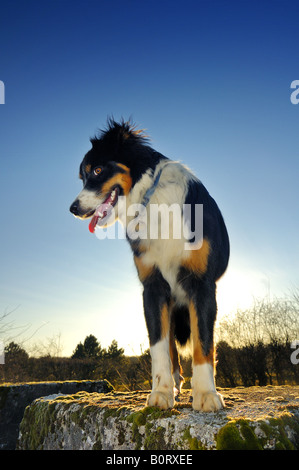 Junger Hund an einer Wand in späten erwähnen Stockfoto