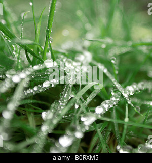 Morgentau auf Rasen Stockfoto