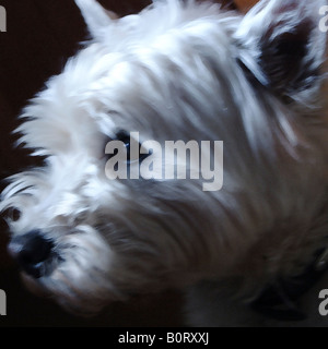 West Highland White Terrier Stockfoto