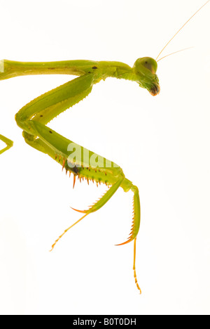 Garten beten Mantis Mantis Orthodera ministralis Stockfoto