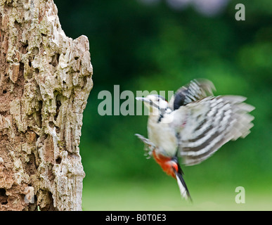 Homing in. Der Buntspecht (Dendrocopos großen) Stockfoto