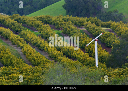 Avocado Obstgarten und grünen Hügeln im Frühjahr Old Creek Road nahe Cayucos Kalifornien Stockfoto