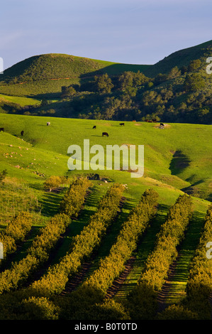 Avocado Obstgarten und grünen Hügeln im Frühjahr Old Creek Road nahe Cayucos Kalifornien Stockfoto