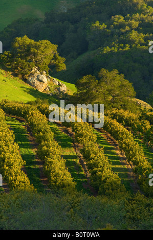 Avocado Obstgarten und grünen Hügeln im Frühjahr Old Creek Road nahe Cayucos Kalifornien Stockfoto