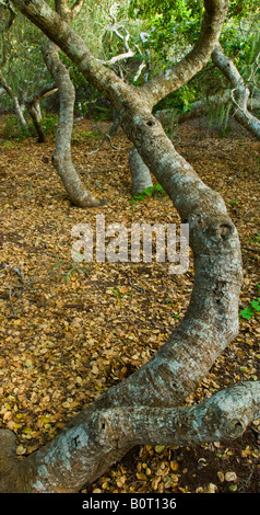 Zwerg Pygmäen Eichen in der Rose Bowker Grove El Moro Elfin Wald natürlichen Bereich Los Osos California Stockfoto