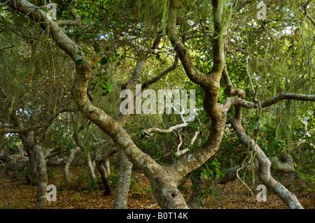 Zwerg Pygmäen Eichen in der Rose Bowker Grove El Moro Elfin Wald natürlichen Bereich Los Osos California Stockfoto