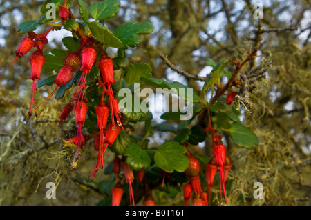 Wilde Fuschia Blumen in Eiche und Spanisch Moos El Moro Elfin natürliche Waldgebiet in der Nähe von Los Osos California Stockfoto