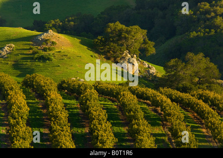 Avocado Obstgarten und grünen Hügeln im Frühjahr Old Creek Road nahe Cayucos Kalifornien Stockfoto