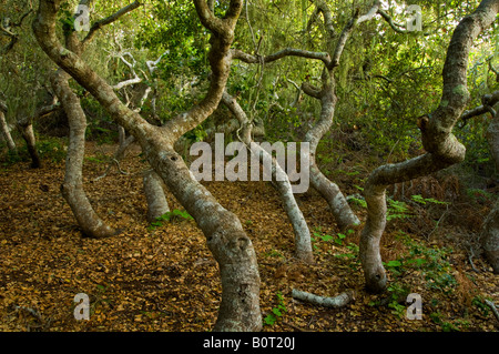 Zwerg Pygmäen Eichen in der Rose Bowker Grove El Moro Elfin Wald natürlichen Bereich Los Osos California Stockfoto