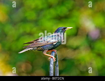 Starling Sturnus Vulgaris mit Lebensmitteln. Stockfoto