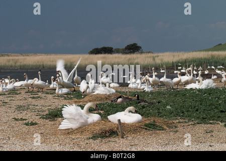 Eine Schar Schwäne in Abbotsbury Swannery, Dorset, England, Großbritannien Stockfoto