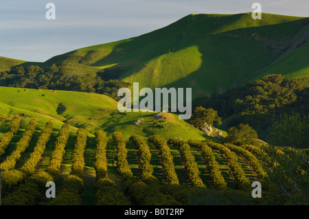 Avocado Obstgarten und grünen Hügeln im Frühjahr Old Creek Road nahe Cayucos Kalifornien Stockfoto