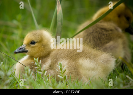 Junge Kanadagänse, Vancouver BCC. Stockfoto