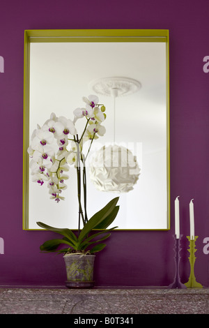 Eine blühende Orchidee (Phalaenopsis sp) in einem Haus. Orchidee (Phalaenopsis sp) de Fleurs, À l'Intérieur d ' une Maison. Stockfoto