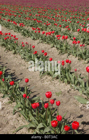 Diagonale Reihen gepflanzten Tulpen am Skagit Valley Tulip Festival in Washington State, USA. Stockfoto