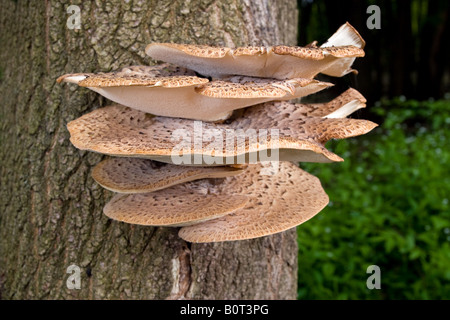 Große flache Pilze wachsen auf der Seite ein live-Baum Stockfoto