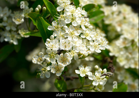 Weiße Pyracantha Blüte, die im Sonnenlicht wächst Stockfoto