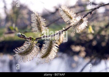 Grau-Weide / fahl Catkin gegen Wasser mit Baum Reflexionen (Salix Cinerea) Stockfoto