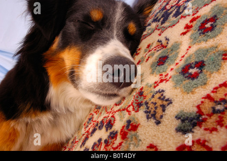 Nahaufnahme von einem Hund schlafend auf einem Teppich Stockfoto