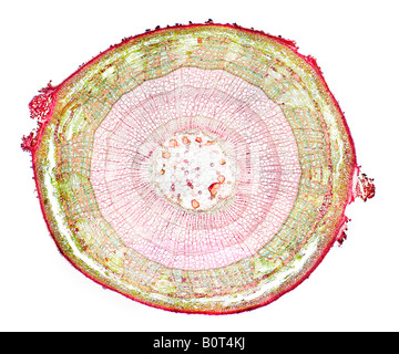 Mikroskopie von einem drei Jahre alten Tilia rund 430 Vergrößerung Stockfoto