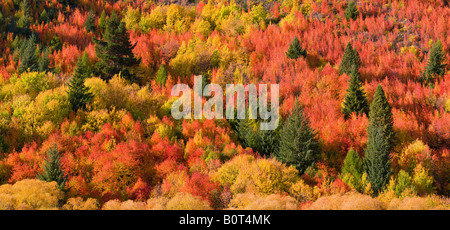 Eine Masse von Farbe in Arrowtown, Neuseeland Stockfoto