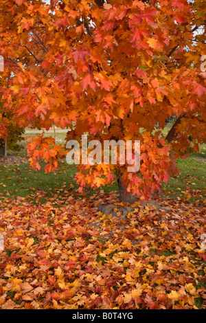 Bunte Blätter im Herbst Stockfoto