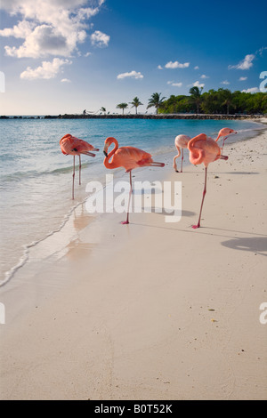 Karibik-Strand mit rosa Flamingos Renaissance Insel Aruba Stockfoto