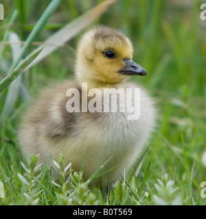 Junge Kanadagänse, Vancouver BCC. Stockfoto