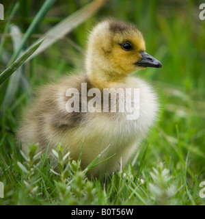 Junge Kanadagänse, Vancouver BCC. Stockfoto