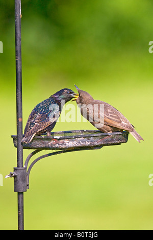 Starling Sturnus Vulgaris Jungen füttert. Natural history Stockfoto