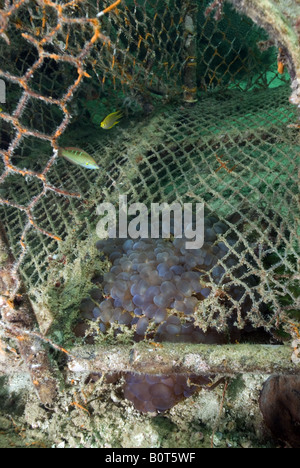 Traube Korallen wachsen in Fisch Käfig unter Wasser Stockfoto