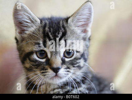 Acht Wochen alte Kätzchen Gesicht hautnah. Stockfoto