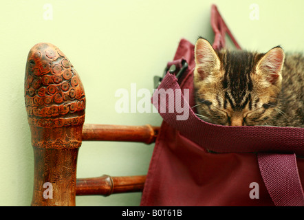 Ein acht Wochen altes Kätzchen schlafend auf einer Schultasche auf einem Stuhl. Stockfoto